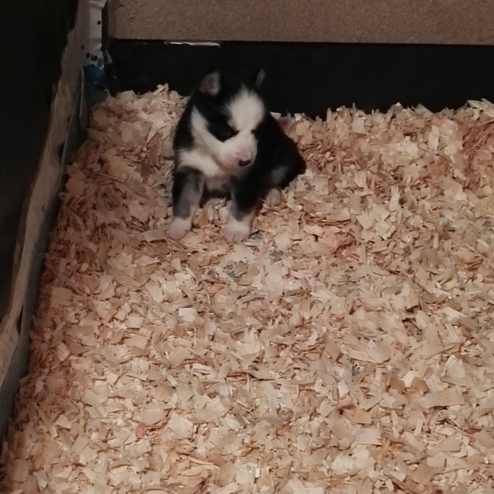 Image pour l'annonce A VENDRE : Chiots Husky Sibérien
