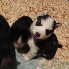 Image pour l'annonce A VENDRE : Chiots Husky Sibérien