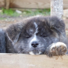 Image pour l'annonce Chiots Akita Inu LOF