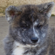 Image pour l'annonce Chiots Akita Inu LOF