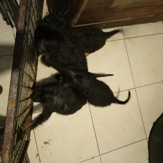 Image pour l'annonce Vends 6 chiots