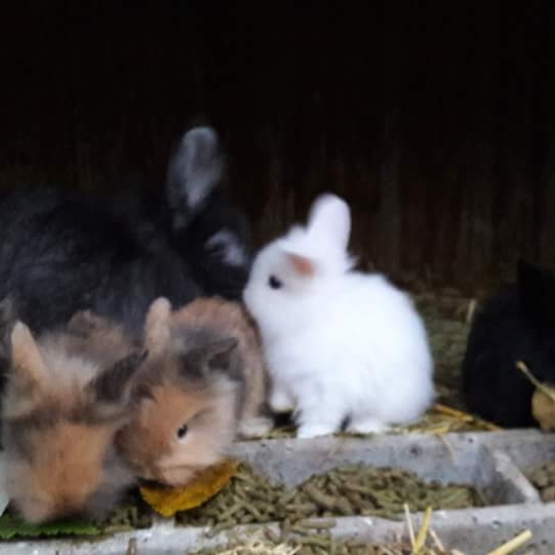 Image pour l'annonce LAPINS NAINS  A DONNER