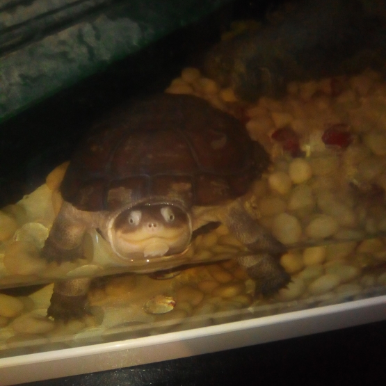 Image pour l'annonce Tortue d'eau carnivore
