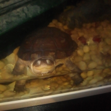 Image pour l'annonce Tortue d'eau carnivore
