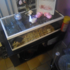 Image pour l'annonce Tortue d'eau carnivore