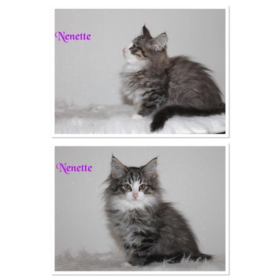 Image pour l'annonce Chatons Norvègien