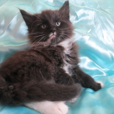 Image pour l'annonce Superbe chaton maine coon Loof