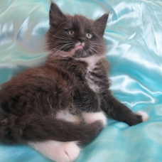 Image pour l'annonce Superbe chaton maine coon Loof