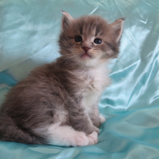 Image pour l'annonce Chaton Maine coon mâle Loof