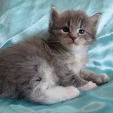 Image pour l'annonce Chaton Maine coon mâle Loof