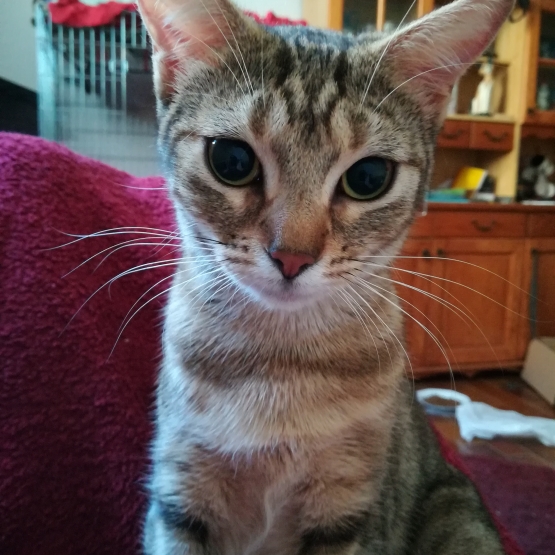 Image pour l'annonce 2 adorables chatonnes