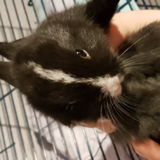 Image pour l'annonce Vend bébé lapin