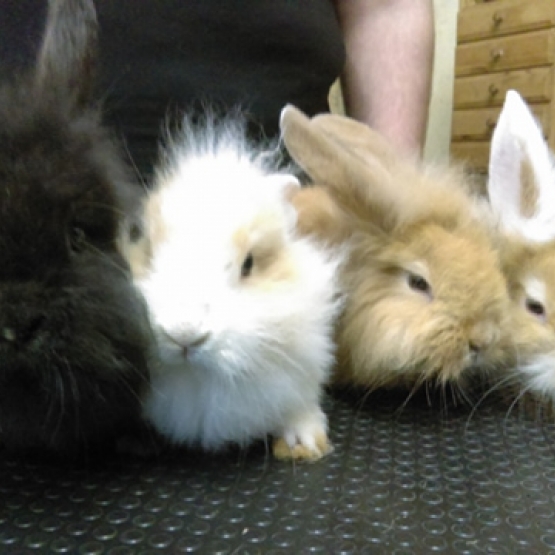 Image pour l'annonce Lapins angora