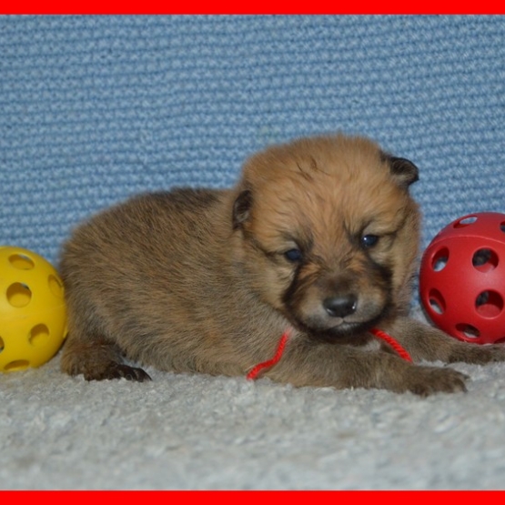 Image pour l'annonce chiots spitz finlandais à réserver