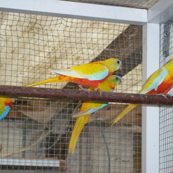Image pour l'annonce couple perruche turquoisine