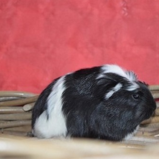 Image pour l'annonce Bébés cochon d'inde shelty coronet