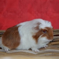 Image pour l'annonce Bébés cochon d'inde shelty coronet