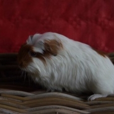 Image pour l'annonce Bébés cochon d'inde shelty coronet