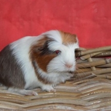 Image pour l'annonce Bébés cochon d'inde shelty coronet
