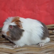 Image pour l'annonce Bébés cochon d'inde shelty coronet