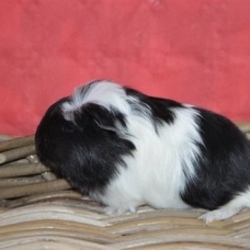 Image pour l'annonce Bébés cochon d'inde shelty coronet