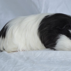 Image pour l'annonce Bébés cochon d'inde shelty coronet