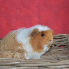Image pour l'annonce Bébés cochon d'inde shelty coronet