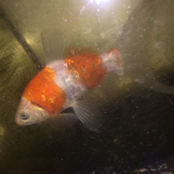 Image pour l'annonce Donne poisson rouge comète