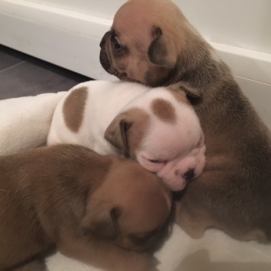 Image pour l'annonce Bouledogue français