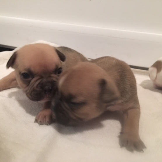 Image pour l'annonce Bouledogue français