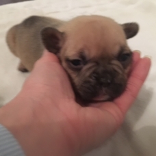 Image pour l'annonce Bouledogue français