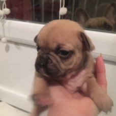Image pour l'annonce Bouledogue français