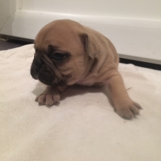 Image pour l'annonce Bouledogue français