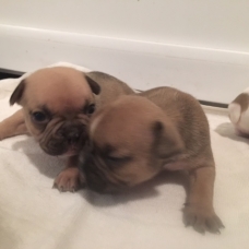Image pour l'annonce Bouledogue français