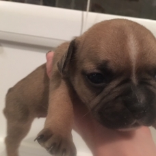 Image pour l'annonce Bouledogue français