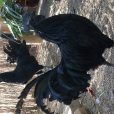Image pour l'annonce Oeufs Fécondés Ayam Cemani Qualité rare Race pure