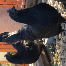 Image pour l'annonce Oeufs Fécondés Ayam Cemani Qualité rare Race pure