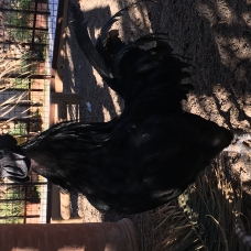 Image pour l'annonce Oeufs Fécondés Ayam Cemani Qualité rare Race pure