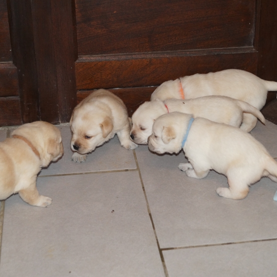 Image pour l'annonce chiot labrador  a reserver