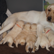 Image pour l'annonce chiot labrador  a reserver