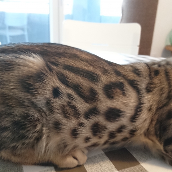 Image pour l'annonce Chaton bengal brown LOOF