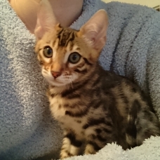 Image pour l'annonce Chaton bengal brown LOOF