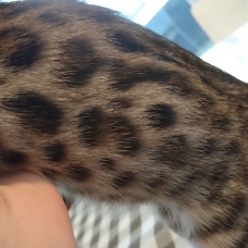 Image pour l'annonce Chaton bengal brown LOOF