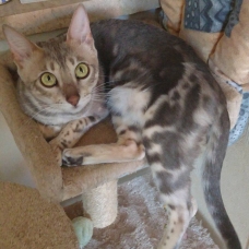 Image pour l'annonce Chaton bengal brown LOOF