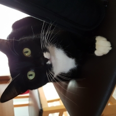 Image pour l'annonce donne chatte "felix" stérilisee