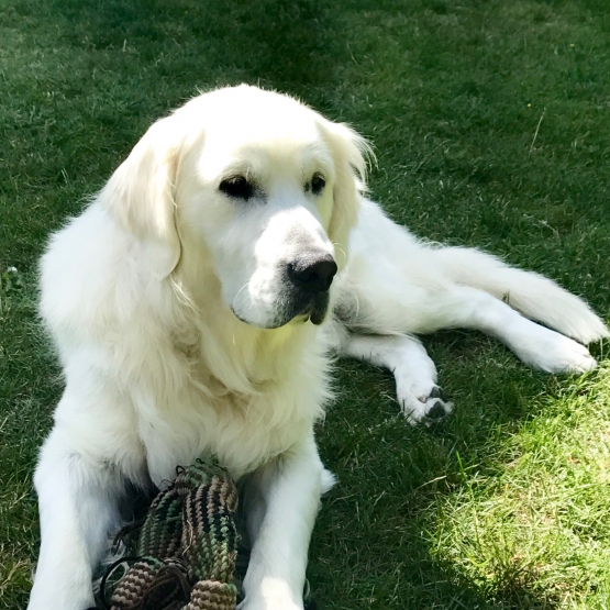 Image pour l'annonce Don GOLDEN Retriever