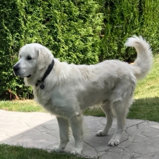 Image pour l'annonce Don GOLDEN Retriever