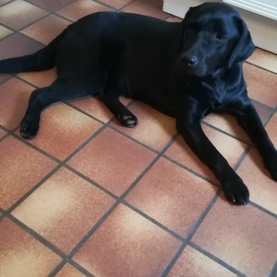 Image pour l'annonce donne labrador