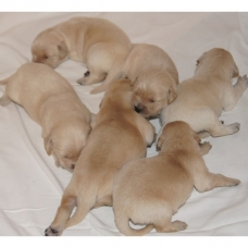 Image pour l'annonce Chiots Golden Retriever à Réserver