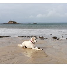 Image pour l'annonce Chiots Golden Retriever à Réserver